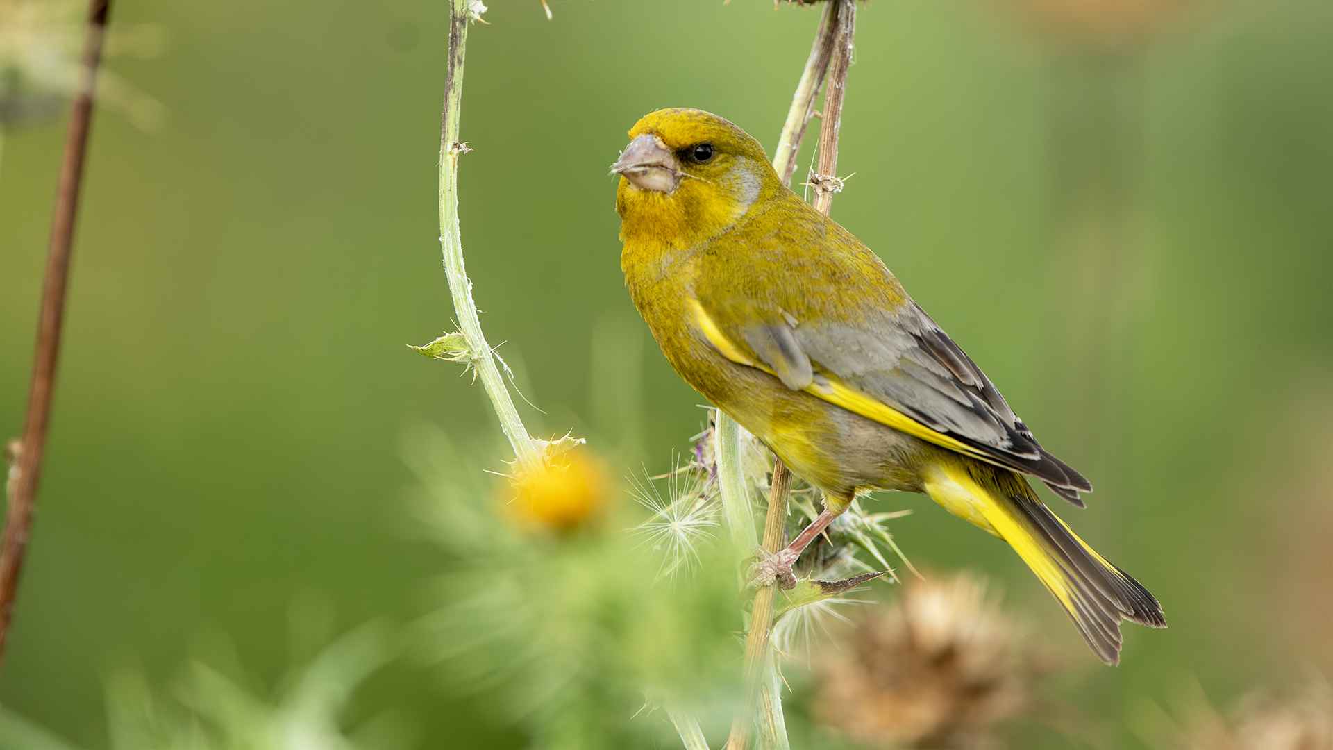 European Greenfinch